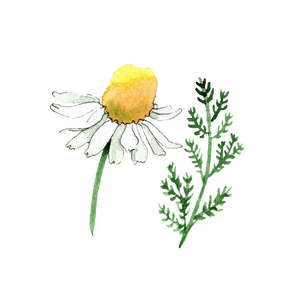 kamomillblommor