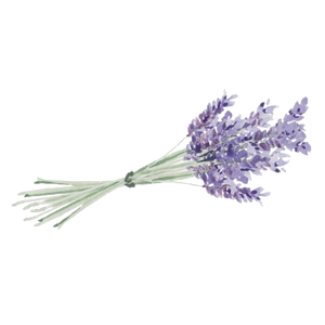 lavendelkvistar