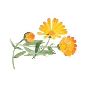 ringblommsblommor
